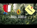 Historia royal gorilla  review  royal queen seeds