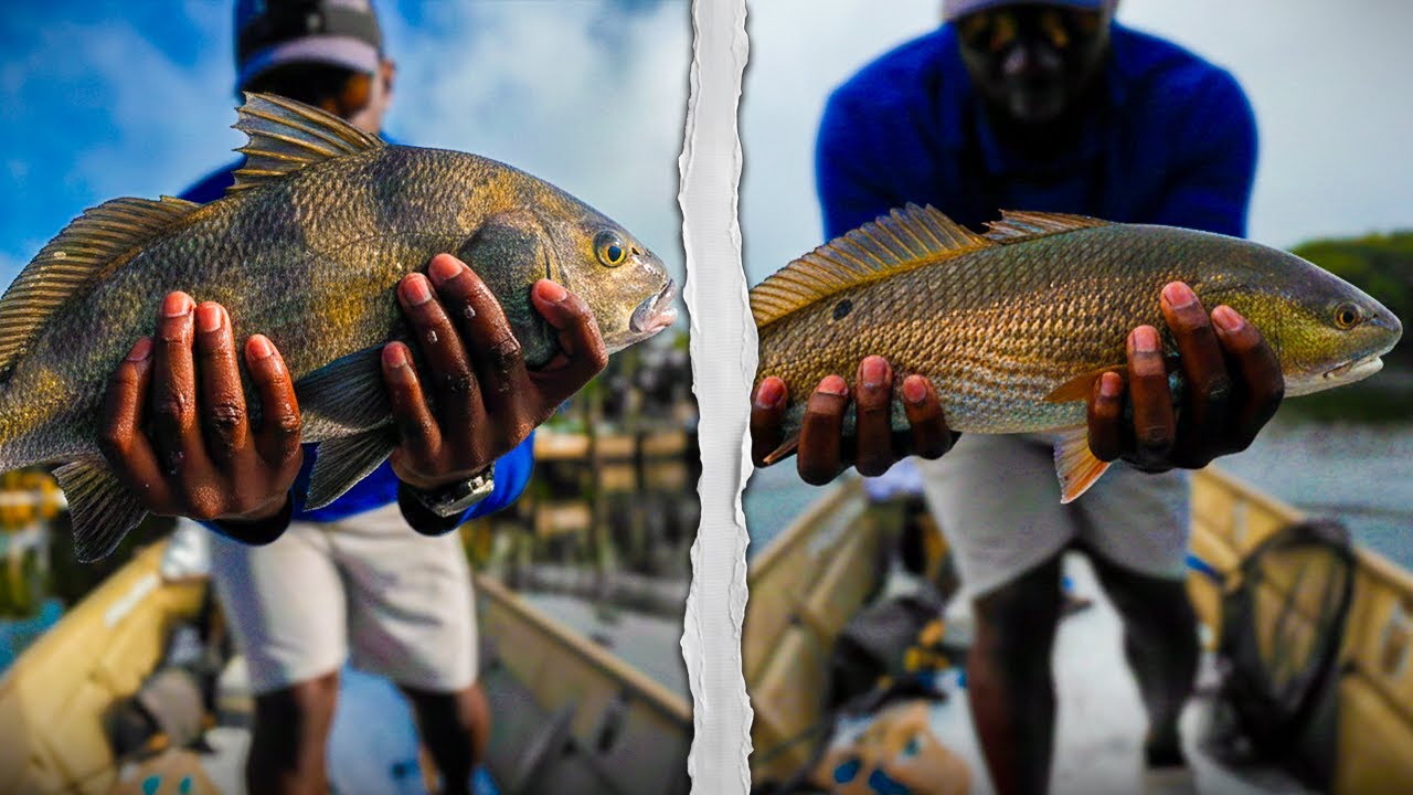 Redfish & Black Drum on Fiddler Crabs!