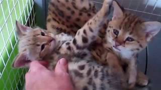 Suzzan's F1 Savannahs Kittens. by TecSpot 283 views 5 years ago 52 seconds