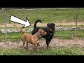 Pitbull reina vs rottweiler sofia byk karlama