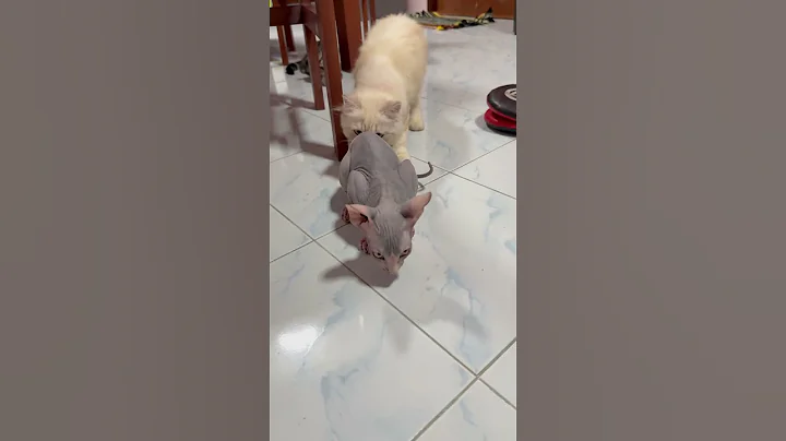 Video 6767211: cat tiger sphynx kitten, sphynx kitten hairless cat, baby cat tiger sphynx, hilarious sphynx cat, curious kitten, haired kitten