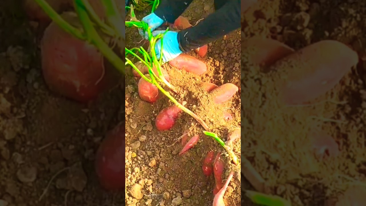 subhanAllah heavy harvest sweet potato 