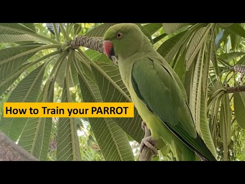How to train your parrot|speaking parrot|smart parrot|talking parrot|parrot story