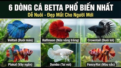 6 Dòng cá Betta phổ biến nhất