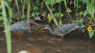 Sun Bittern, Ecuador screenshot 1
