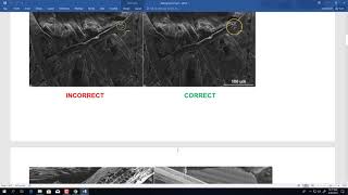 BioResources SEM Image Formatting
