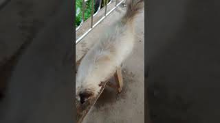 Kucing vs kakatua