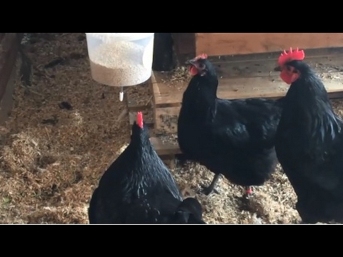 Making A Hanging Chicken Feeder Youtube