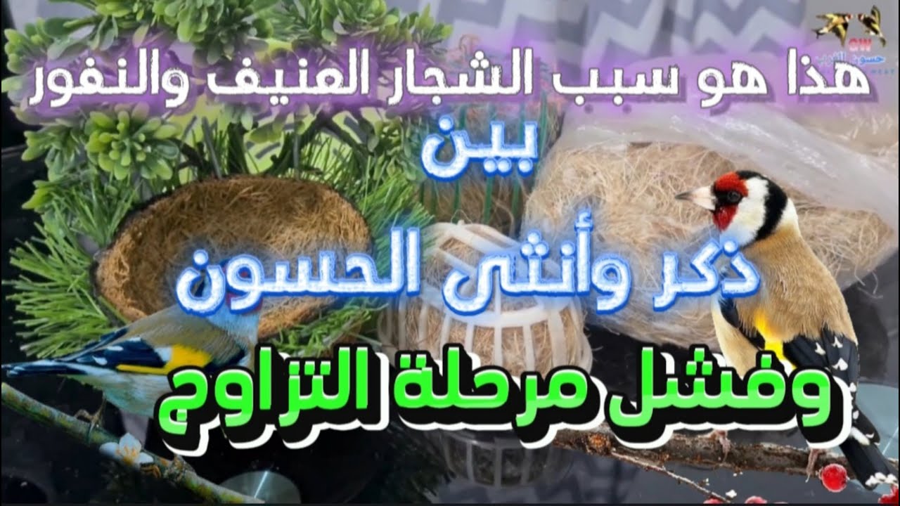 هذا☝️ هو سبب الشجار والنفور بين ذكر وأنثى الحسون في مرحلة التزاوج