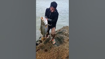 lên hàng siêu to khổng lồ nè ae #fishing #cothebanchuabiet #shortvideo #nhungdieuthuvi #nature #fish