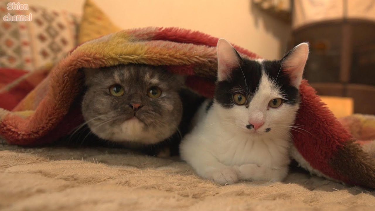 すっかりホカぺの虜になってしまった猫たち - YouTube