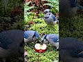 hungry birds #hungrybirds