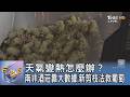 天氣變熱怎麼辦？南非酒莊靠大數據、新剪枝法救葡萄 ｜FOCUS午間新聞 20260604 @TVBSNEWS01