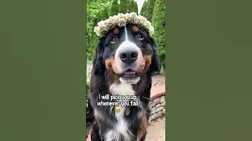 My Dog Has A Message For Your Best Friend Bernesemountaindog 