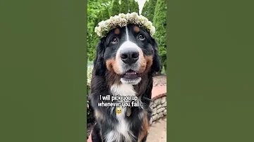 My Dog Has a Message for Your Best Friend | #bernesemountaindog