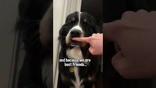 My Dog Has a Message for Your Best Friend | #bernesemountaindog
