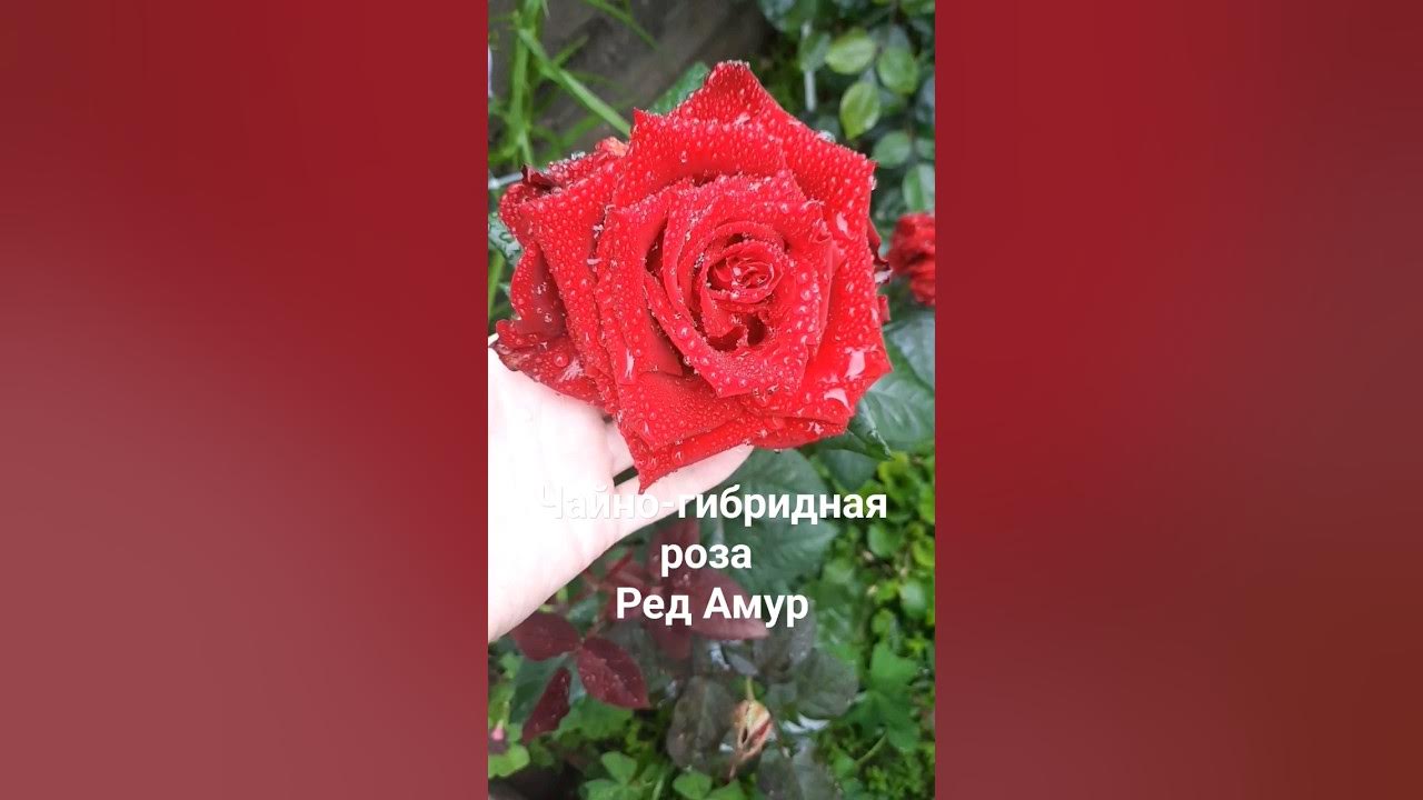 Чайно-гибридная роза Ред Амур. - YouTube