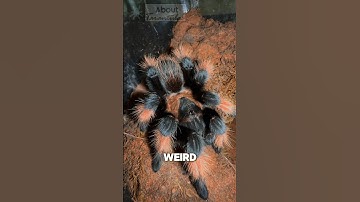 She ATTACKED the water! 🤣💦 #spiders #spider #tarantula #tarantulas #arachnids #tarantula #insects