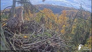 J E20251027 105940FemaleBringsStickWorksLooksAroundLeaves