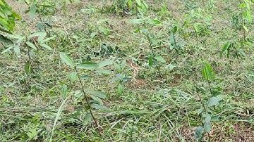 đồi quế 1,5 năm tuổi sự phát triển cây quế văn yên