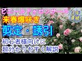 来春爆咲き‼️ピエールドゥロンサール【剪定・誘引】バシっと詳しく解説🌹新苗のピエールも剪定・誘引🌹