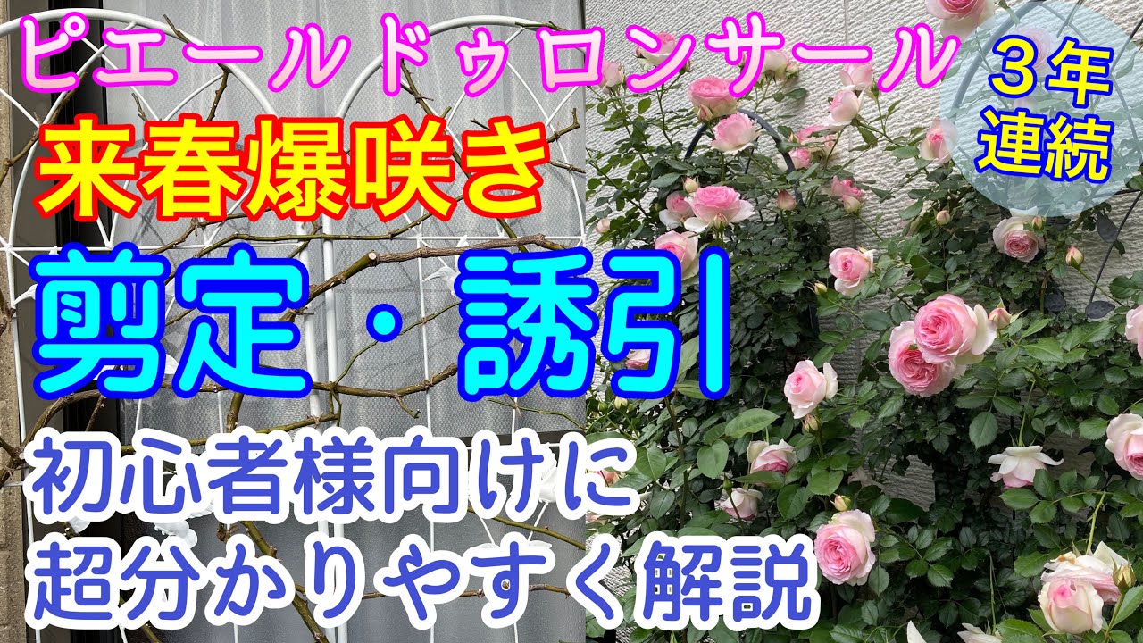 来春爆咲き‼️ピエールドゥロンサール【剪定・誘引】バシっと詳しく解説🌹新苗のピエールも剪定・誘引🌹