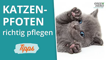 Wie pflege ich die Pfoten meiner Katze?