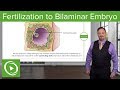 Fertilization to Bilaminar Embryo – Embryology | Lecturio