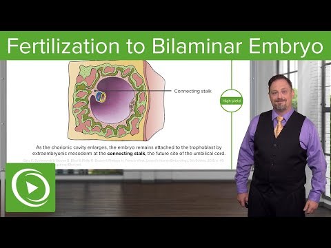 วีดีโอ: แผ่นดิสก์ตัวอ่อน Bilaminar เกิดขึ้นได้อย่างไร?