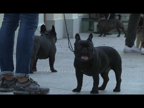 Видео: Порода кучета френски булдог Хипоалергенни, здраве и продължителност на живота