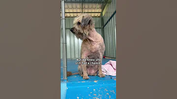 She Was Living In A Rubbish Dump But Look At Her Now Dogrescue Rescueefforts Animalrescue 