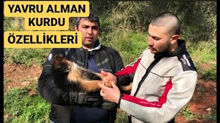 YAVRU ALMAN KURDU SAHİPLENİRKEN NELERE DİKKAT ETMELİYİZ!