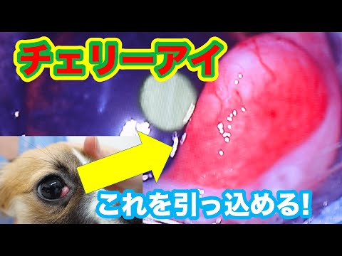 犬のチェリーアイ