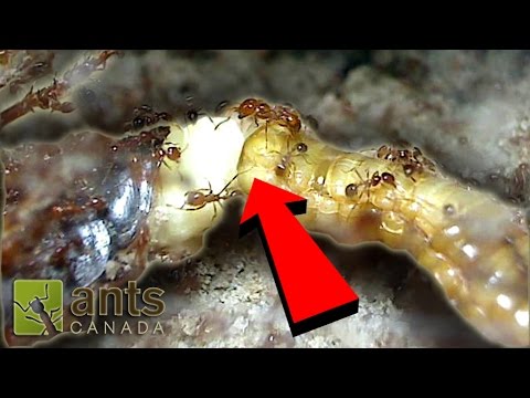 OMG! Cockroach Giving Birth While Being Devoured By Fire Ants