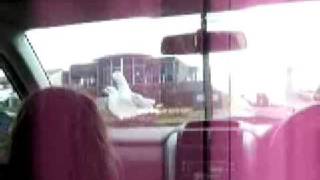 seagulls attack 2