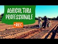 AGRICOLTURA PROFESSIONALE: dallo zafferano all'azienda multifunzionale