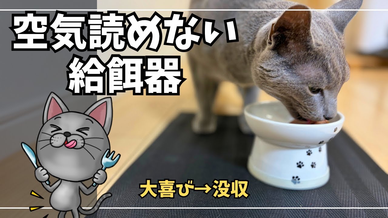 【新モンプチ】完食→まさかの追いカリカリ発動で大喜びのロシアンブルー