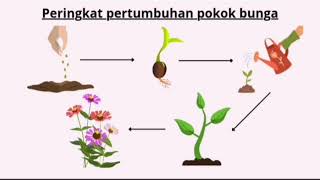 Peringkat Pertumbuhan Pokok Bunga & Bahagian Pokok Bunga
