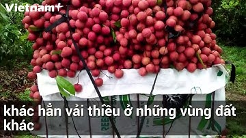 Vải thiều Lục Ngạn: Món quà ngọt ngào của Việt Nam