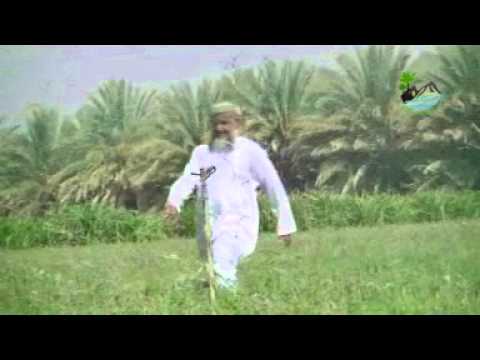 خطورة الجراد الصحراوي بمحافظة الظاهرة قناة الغبيراء