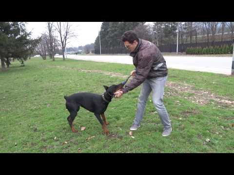 Видео: Как кучетата намират път към дома на километри