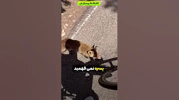 این پسره نمی فهمید روباه چی می خواد تا اینکه 