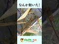 うねうね動く○○がいた！【河川敷の水たまり】