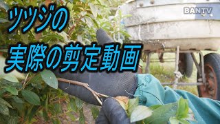 ツツジの実際の剪定動画