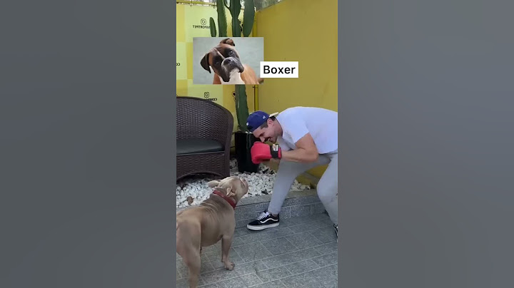 RAÇAS DE CÃES NA CRECHE DE CÃES