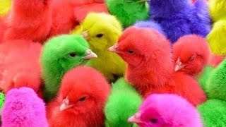 tangkap anak ayam pelangi,ayam warna warni,chickens rainbow,bebek,angsa,kucing,kelinci