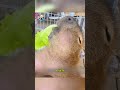 Rescued from a sewer, the animal comes back to visit his savior #animals