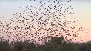 Wildlife Wonder-Queleas