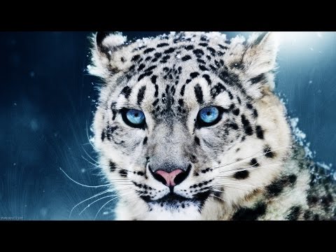 Awesome Animals HD 1080p &amp; 3D