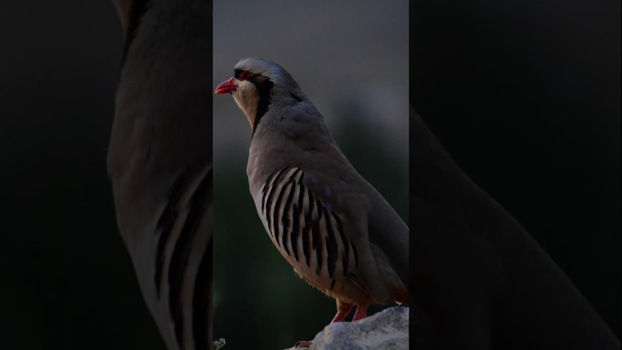 partridge chakor voicing Freely at mountain top